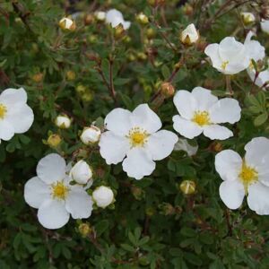 Potentilla fruticosa 'Abbotswood' 20-30 cm